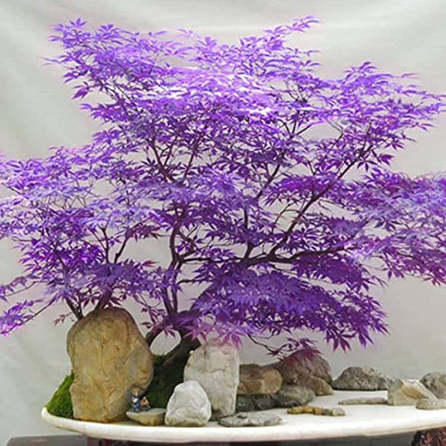 Amazon.com: CHUXAY GARDEN Ghost Purple 楓葉、Acer Palmatum